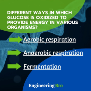 What are the different ways in which glucose is oxidised to provide energy in various organisms?